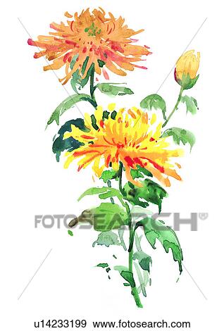 yellow, flower, plant, watercolor View Large Illustration Stock Illustration - yellow, flower, plant, watercolor. Fotosearch