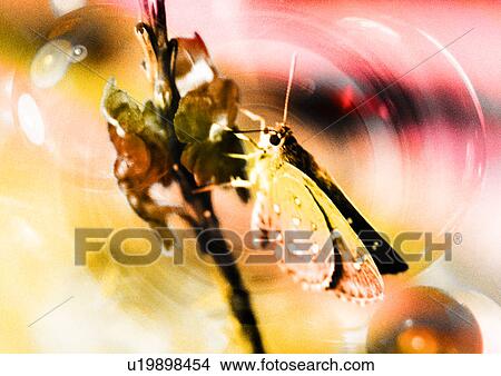 Stock Illustration - Butterfly on a stem superimposed on concentric circles. Fotosearch