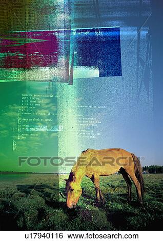 Stock Illustration - Grazing horse superimposed on a multi colored background. Fotosearch