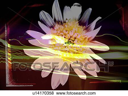 Close-up of a flower superimposed on a dark background View Large Illustration Stock Illustration - Close-up of a flower superimposed on a dark background. Fotosearch