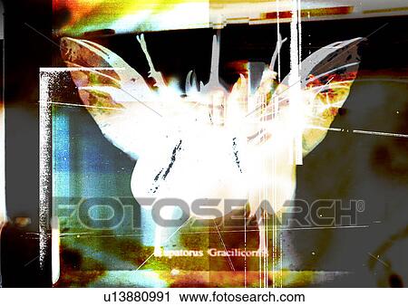 Clip Art - Close-up of an insect superimposed on a grey background. Fotosearch