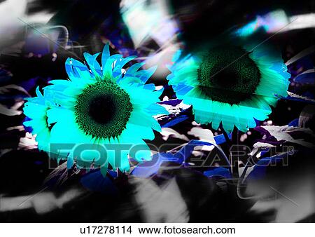 Close-up of flowers superimposed on a black background View Large Illustration Stock Illustration - Close-up of flowers superimposed on a black background. Fotosearch