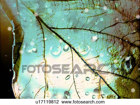 Drawing - Close-up of a leaf superimposed on a green background. Fotosearch