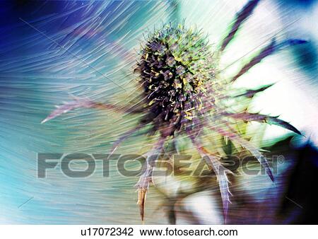 Drawing - Close-up of a spider superimposed on a blue background. Fotosearch