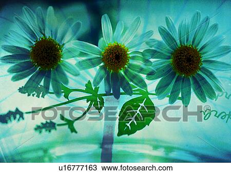 Drawing - Flowers superimposed on a green background. Fotosearch