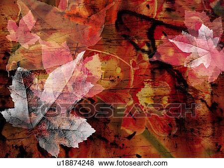 Stock Illustration - Maple leaves superimposed on a red background. Fotosearch