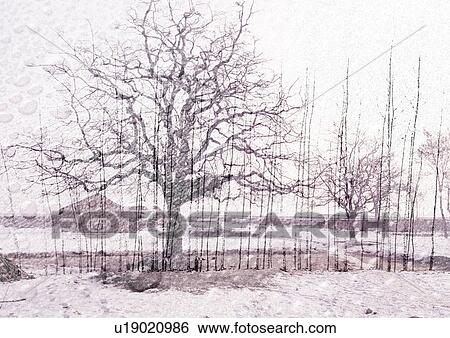 Stock Illustration - Frost covered trees superimposed on a grey background. Fotosearch