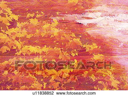 Maple leaves superimposed on an orange background View Large Illustration Drawing - Maple leaves superimposed on an orange background. Fotosearch