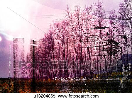 Trees superimposed on a pink background View Large Illustration Stock Illustration - Trees superimposed on a pink background. Fotosearch