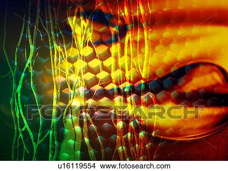 Close-up of twigs superimposed on a multi colored background View Large Illustration Stock Illustration - Close-up of twigs superimposed on a multi colored background. Fotosearch