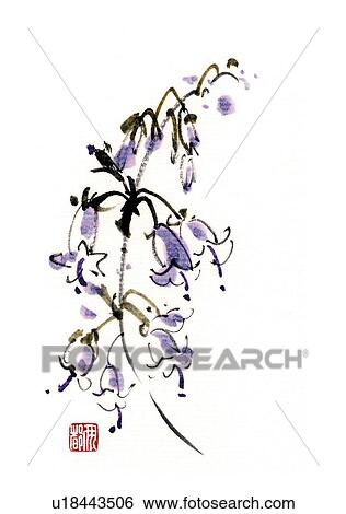 Stock Illustration - Adenophora triphylla, ink brush painting, white background, cut out. Fotosearch