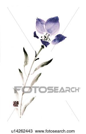 Balloon flower, ink brush painting, white background, cut out, copy space View Large Illustration Drawing - Balloon flower, ink brush painting, white background, cut out, copy space. Fotosearch