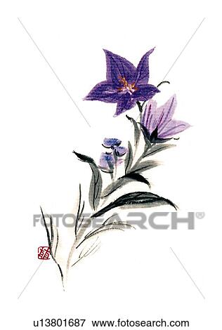 Balloon flower, ink brush painting, white background, cut out View Large Illustration Stock Illustration - Balloon flower, ink brush painting, white background, cut out. Fotosearch
