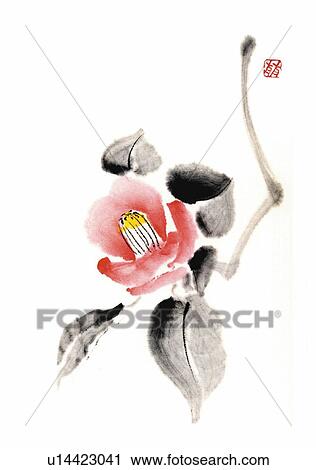 Camellia, ink brush painting, white background, cut out View Large Illustration Clip Art - Camellia, ink brush painting, white background, cut out. Fotosearch