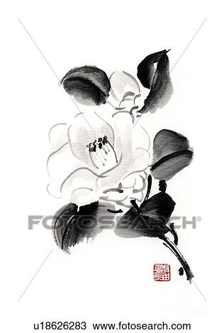 Camellia, ink brush painting, white background, cut out View Large Illustration Drawing - Camellia, ink brush painting, white background, cut out. Fotosearch