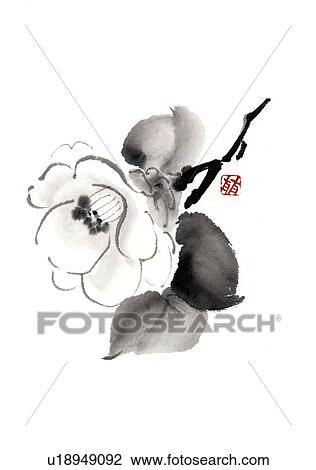 Camellia, ink brush painting, white background, cut out View Large Illustration Drawing - Camellia, ink brush painting, white background, cut out. Fotosearch