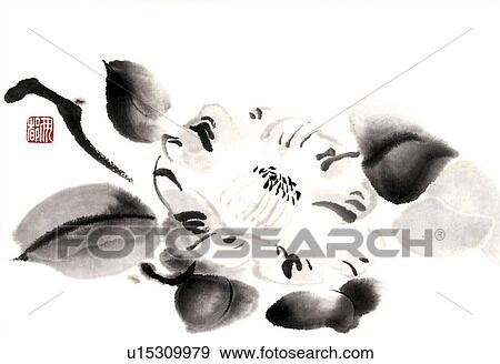 Stock Illustration - Camellia, ink brush painting, white background, cut out. Fotosearch