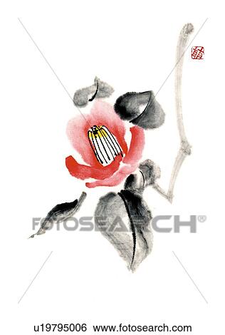 Stock Illustration - Camellia, ink brush painting, white background, cut out. Fotosearch