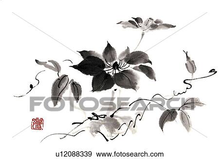 Clematis, ink brush painting, white background, cut out View Large Illustration Stock Illustration - Clematis, ink brush painting, white background, cut out. Fotosearch