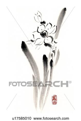 Daffodil, ink brush painting, white background, cut out View Large Illustration Clipart - Daffodil, ink brush painting, white background, cut out. Fotosearch