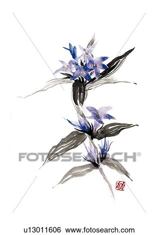 Gentian, ink brush painting, white background, cut out View Large Illustration Stock Illustration - Gentian, ink brush painting, white background, cut out. Fotosearch