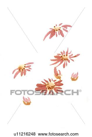 Heads of chrysanthemum, ink brush painting, white background, cut out, copy space View Large Illustration Stock Illustration - Heads of chrysanthemum, ink brush painting, white background, cut out, copy space. Fotosearch