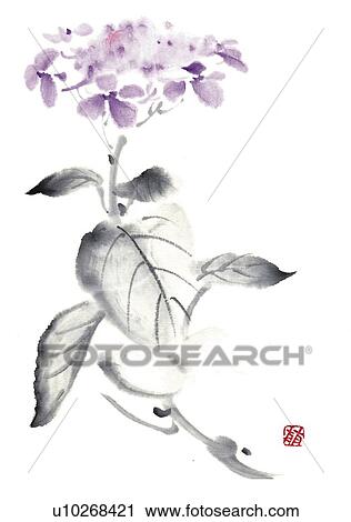 Hydrangea, ink brush painting, white background, cut out View Large Illustration Clip Art - Hydrangea, ink brush painting, white background, cut out. Fotosearch