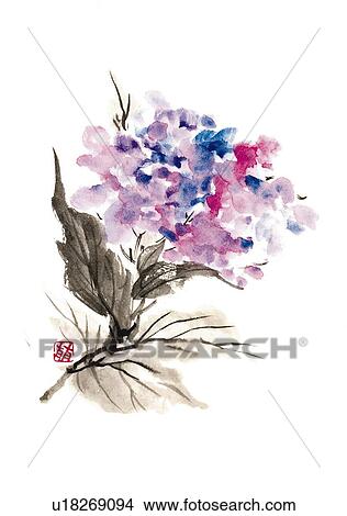 Hydrangea, ink brush painting, white background, cut out View Large Illustration Stock Illustration - Hydrangea, ink brush painting, white background, cut out. Fotosearch