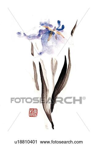Iris, ink brush painting, white background, cut out View Large Illustration Clip Art - Iris, ink brush painting, white background, cut out. Fotosearch