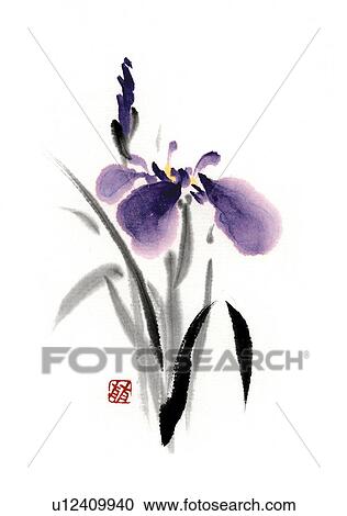 Clipart - Iris, ink brush painting, white background, cut out. Fotosearch