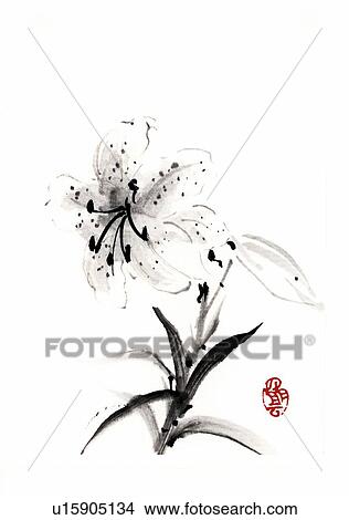 Lily, ink brush painting, white background, cut out View Large Illustration Stock Illustration - Lily, ink brush painting, white background, cut out. Fotosearch