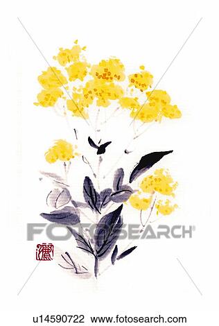 Patrinia, ink brush painting, white background, cut out View Large Illustration Drawing - Patrinia, ink brush painting, white background, cut out. Fotosearch