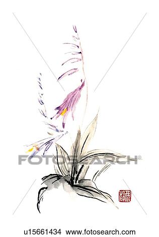 Stock Illustration - Plantain lily, ink brush painting, white background, cut out. Fotosearch