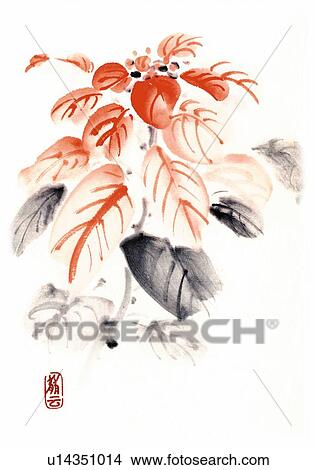 Stock Illustration - Poinsettia, ink brush painting, white background, cut out. Fotosearch