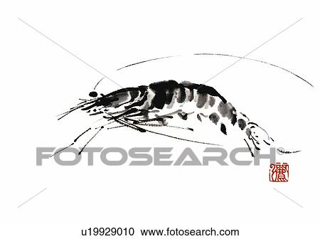 Shrimp, ink brush painting, side view, white background, cut out View Large Illustration Clipart - Shrimp, ink brush painting, side view, white background, cut out. Fotosearch