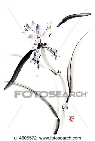 Spiderwort, ink brush painting, white background, cut out View Large Illustration Drawing - Spiderwort, ink brush painting, white background, cut out. Fotosearch