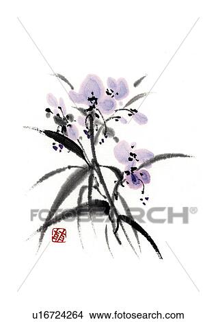 Stock Illustration - Spiderwort, ink brush painting, white background, cut out. Fotosearch