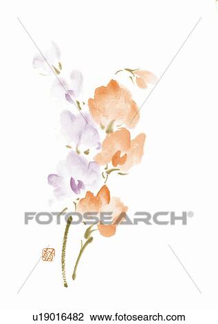 Sweet peas, ink brush painting, white background, cut out View Large Illustration Drawing - Sweet peas, ink brush painting, white background, cut out. Fotosearch