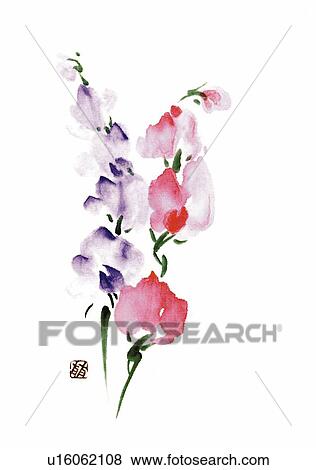 Sweet peas, ink brush painting, white background, cut out View Large Illustration Stock Illustration - Sweet peas, ink brush painting, white background, cut out. Fotosearch