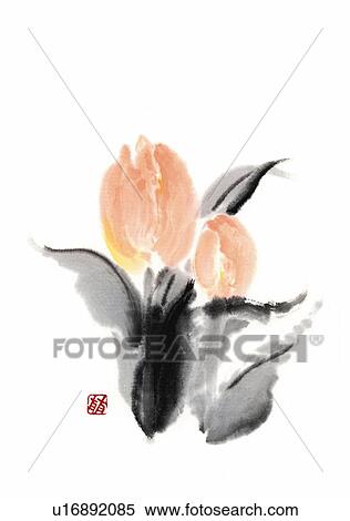 Stock Illustration - Tulips, ink brush painting, front view, white background, cut out. Fotosearch