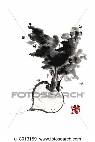 Turnip, ink brush painting, white background, cut out View Large Illustration Stock Illustration - Turnip, ink brush painting, white background, cut out. Fotosearch