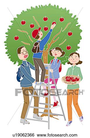 A family picking apples, Illustration View Large Illustration Stock Illustration - A family picking apples, Illustration. Fotosearch