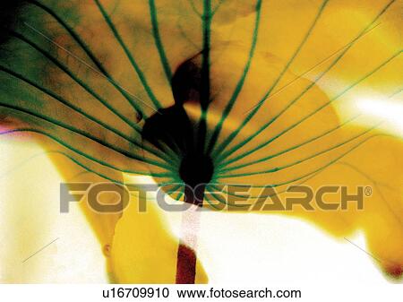 Clipart - appearance, arrangement, abstract. Fotosearch