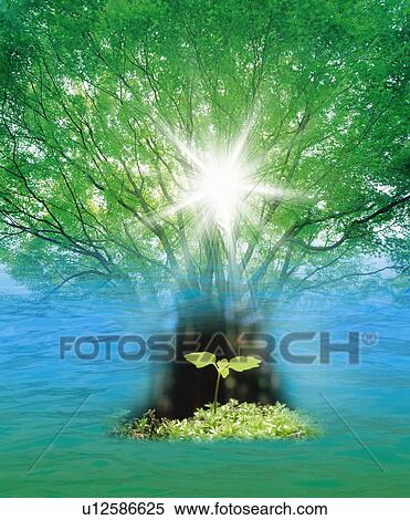 Sprout and tree, front view, Computer Graphics, composition View Large Photo Image Stock Photography - Sprout and tree, front view, Computer Graphics, composition. Fotosearch