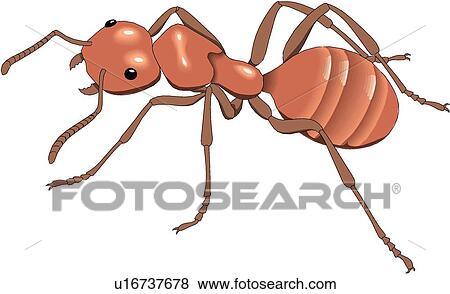蟻 イラスト U Fotosearch