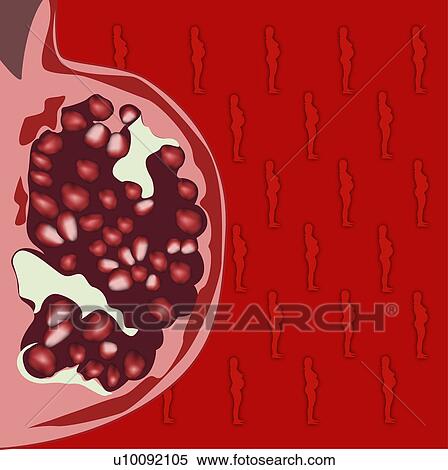 Ovaries of a pregnant woman's abdomen View Large Illustration Stock Illustration - Ovaries of a pregnant woman's abdomen. Fotosearch