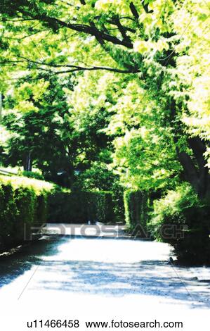 A pathway surrounded with greens, Japan, composition, computer graphics View Large Photo Image Stock Photo - A pathway surrounded with greens, Japan, composition, computer graphics. Fotosearch