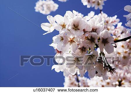 Stock Photo - Cherry blossoms against the blue sky, Japan, low angle view, close up, composition, computer graphics, differential focus. Fotosearch