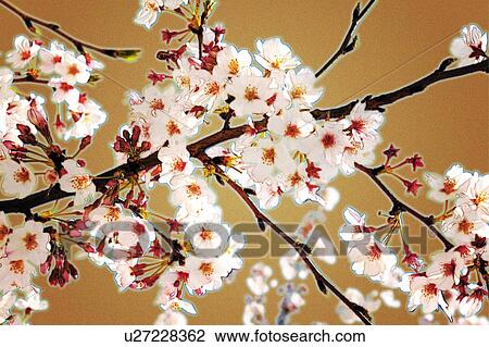Stock Image - Cherry blossoms, Japan, composition, computer graphics, brown background, differential focus. Fotosearch