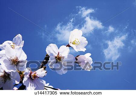 Stock Photography - Cherry flowers against the blue sky, Japan, low angle view, close up, composition, computer graphics. Fotosearch